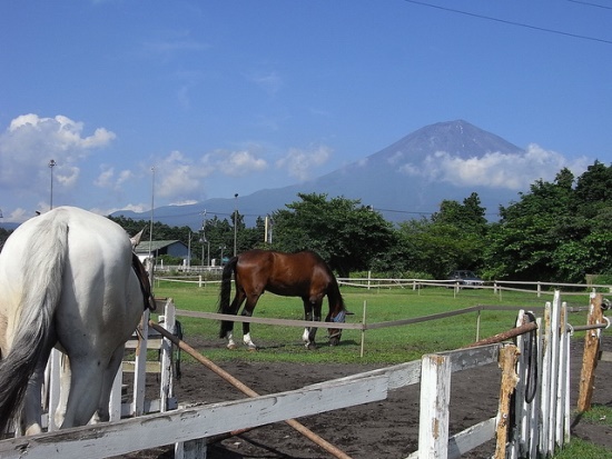 Peternakan kuda di Fuji Milk Land