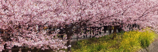 Pohon berjejer di Kawazu Sakura