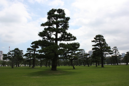 Pohon pinus hitam di Jembatan Nijubashi di Taman Istana Kaisar