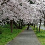 Pohon-pohon bunga sakura di Uminonakamichi Seaside Park