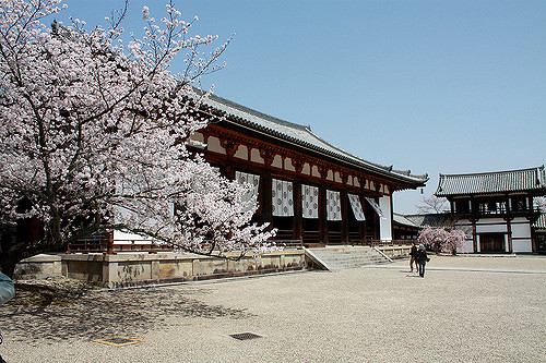 Sakura di Kuil Horyuji