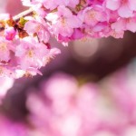 Sakura saat musim semi di Jepang