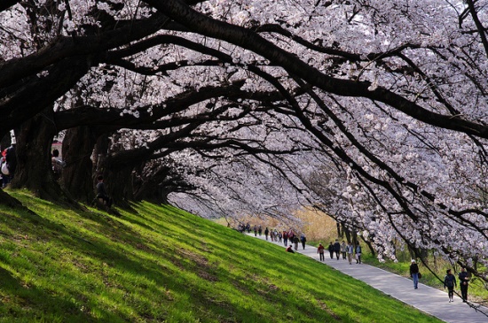 Sakura sepanjang Taman Sewaritei Kyoto