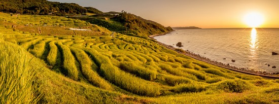 Shiroyone Senmaida saat senja hari