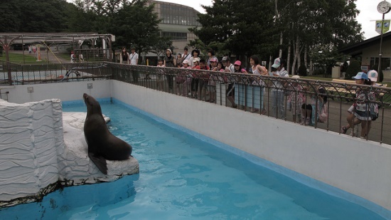 Singa laut di Kebun Binatang Maruyama