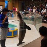 Suasana atraksi di Miyajima Aquarium