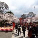 Suasana bunga sakura di Kuil Hirano