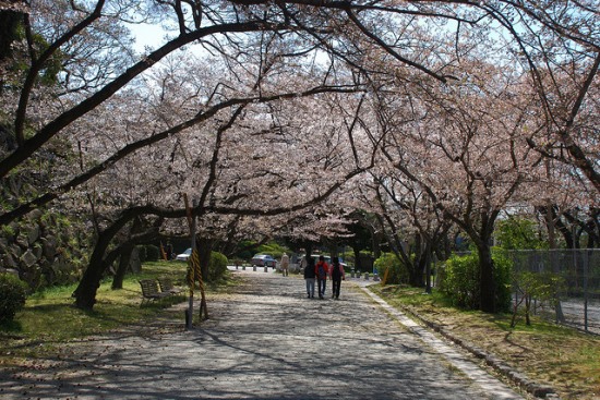 Suasana hanami di Taman Ohori Fukuoka