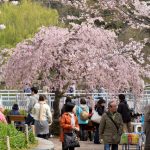 Suasana hanami muka sakura di Inokashira Park
