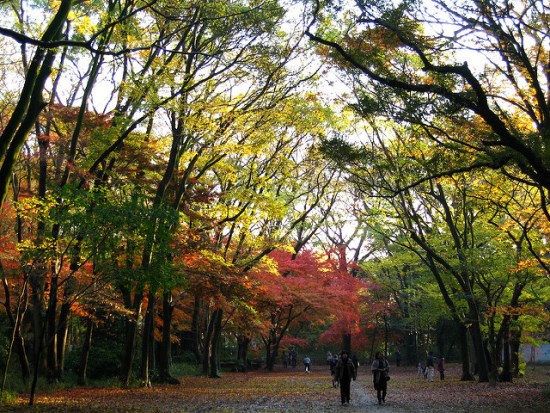 Suasana hutan di Kuil Shimogamo