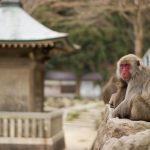 Takasakiyama Monkey Park di Beppu