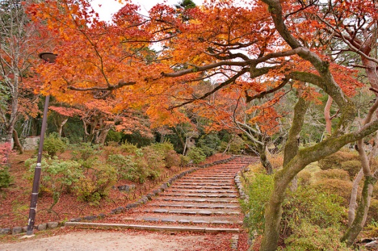 Taman Maruyama dekat Kuil Chionin Kyoto