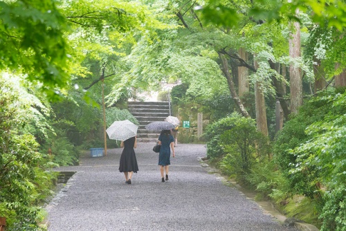 Taman samping Kuil Ryoanji Kyoto
