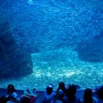 Tangki raksasa dengan puluhan ribu ikan di Kyoto Aquarium