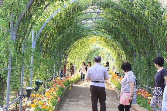 Terowongan bunga di Taman Ashikaga