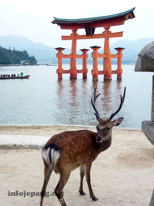 Rusa dengan latar belakang Torii Agung Miyajima