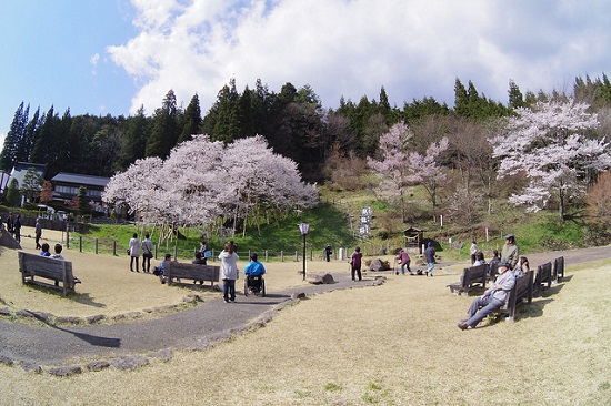 Wisatawan bersantai menikmati hanami sakura di Garyu Park