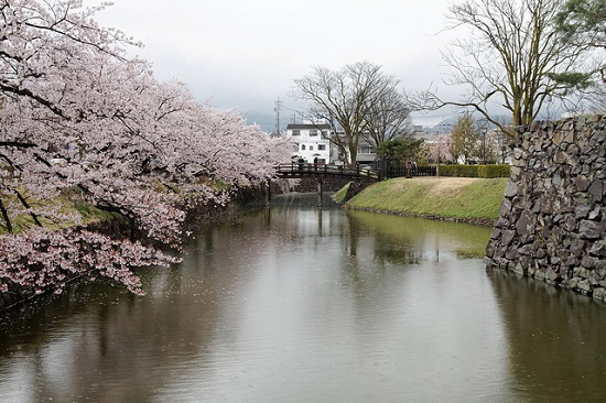 hanami sakura di Kastil Matsumoto