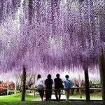 indahnya taman wisteria kawachi fujien
