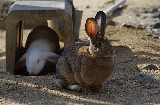 menyentuh kelinci gendut di oji zoo