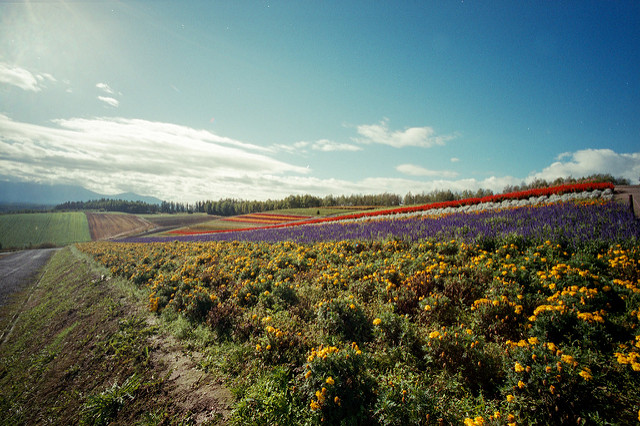 Shikisai Hill