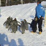 asahikawa zoo