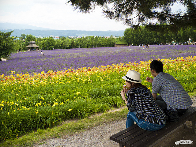 Memandang hamparan bunga lavender di Furano
