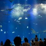 Akuarium raksasa di Aqua World Oarai