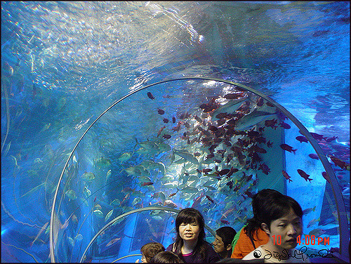 Akuarium raksasa di Yokohama Sea Paradise