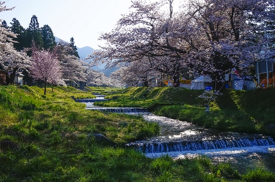 Aliran sungai dan Kannonji River Sakura
