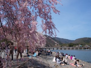 Menikmati musim semi di Arashiyama