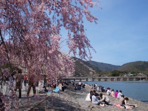 Menikmati musim semi di Arashiyama