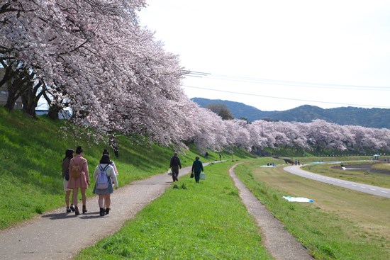 Asahigawa Sakura di Okayama