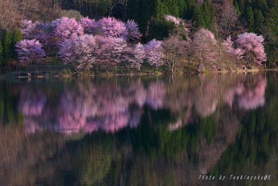Bayangan sakura di Danau Nakatsuna Hakuba