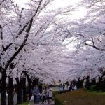 Berkeliling Kaiseizan Park Koriyama