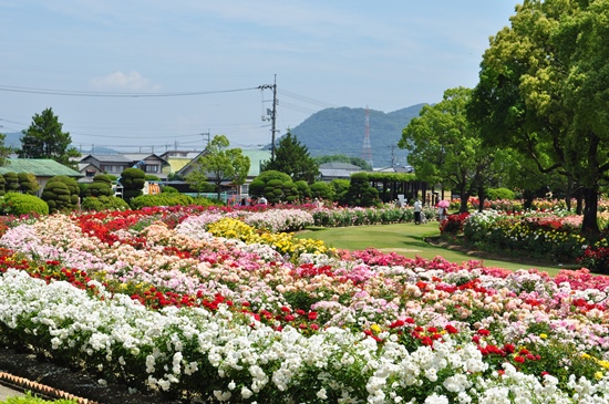 Berkeliling RSK Rose Garden di Okayama