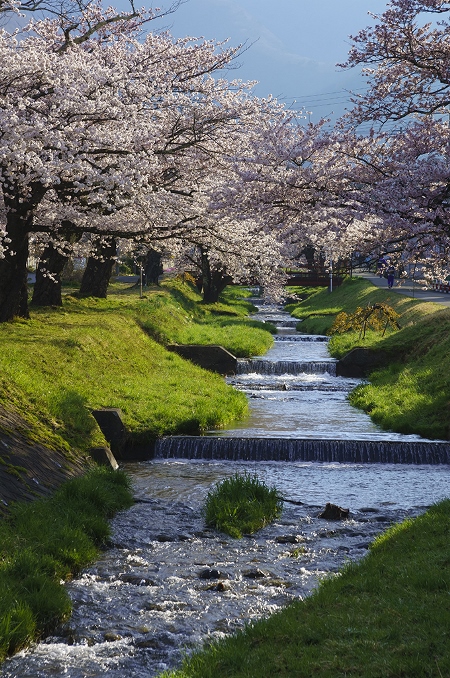 Berkeliling dan Menyaksikan Kannonji River Sakura