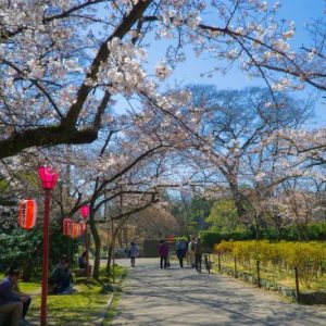 Berkeliling taman Wakayama Castle Sakura 2020