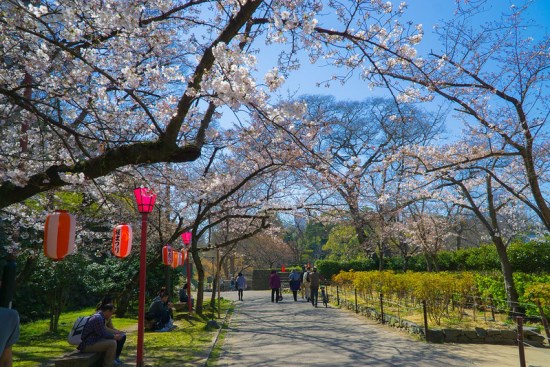 Berkeliling taman Wakayama Castle Sakura 2020