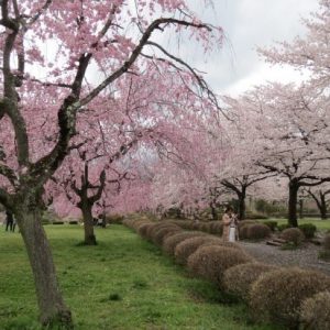 Berkunjung ke Hitsujiyama Park Sakura 2020