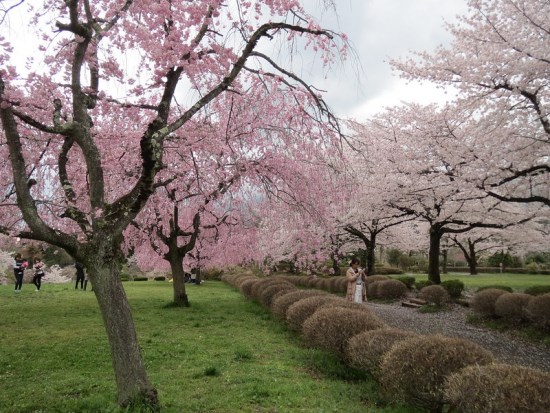 Berkunjung ke Hitsujiyama Park Sakura 2020