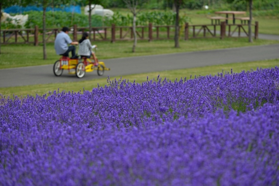 Bersepeda keliling kebun lavender Sapporo Satoland