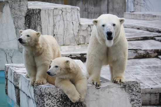 Beruang kutub di Kebun Binatang Maruyama