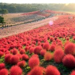 Bunga Cochia di Hitachi Seaside Park