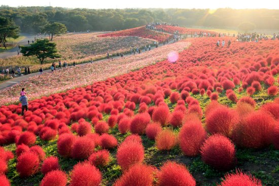 Bunga Cochia di Hitachi Seaside Park