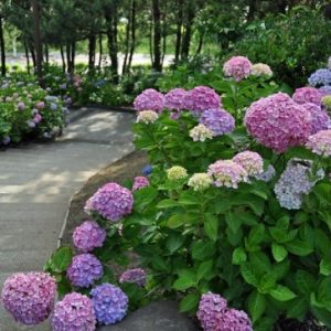 Bunga Hydrangea Hakeijima