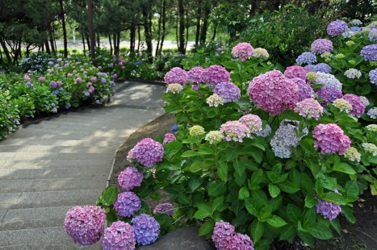 Bunga Hydrangea Hakeijima