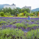 Bunga Lavender di Inawashiro Herb Garden