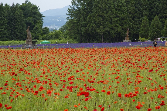 Bunga Mawar di Inawashiro Herb Garden