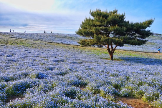 Bunga Nemophilia di Hitachi Seaside Park